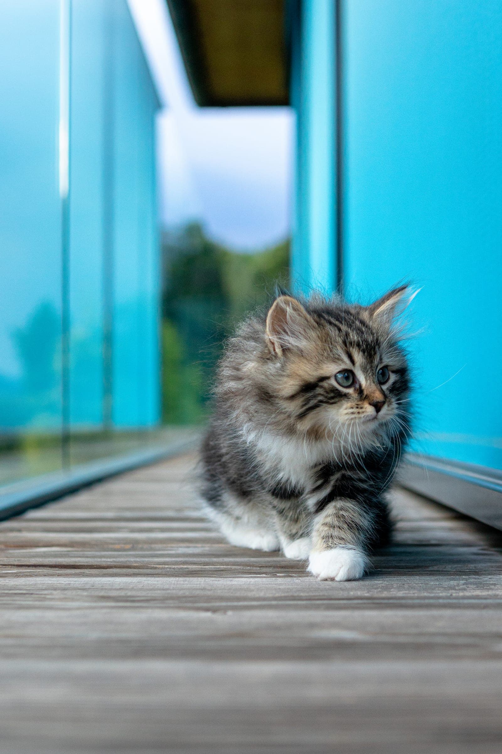 Siberiano, Black tabby & white