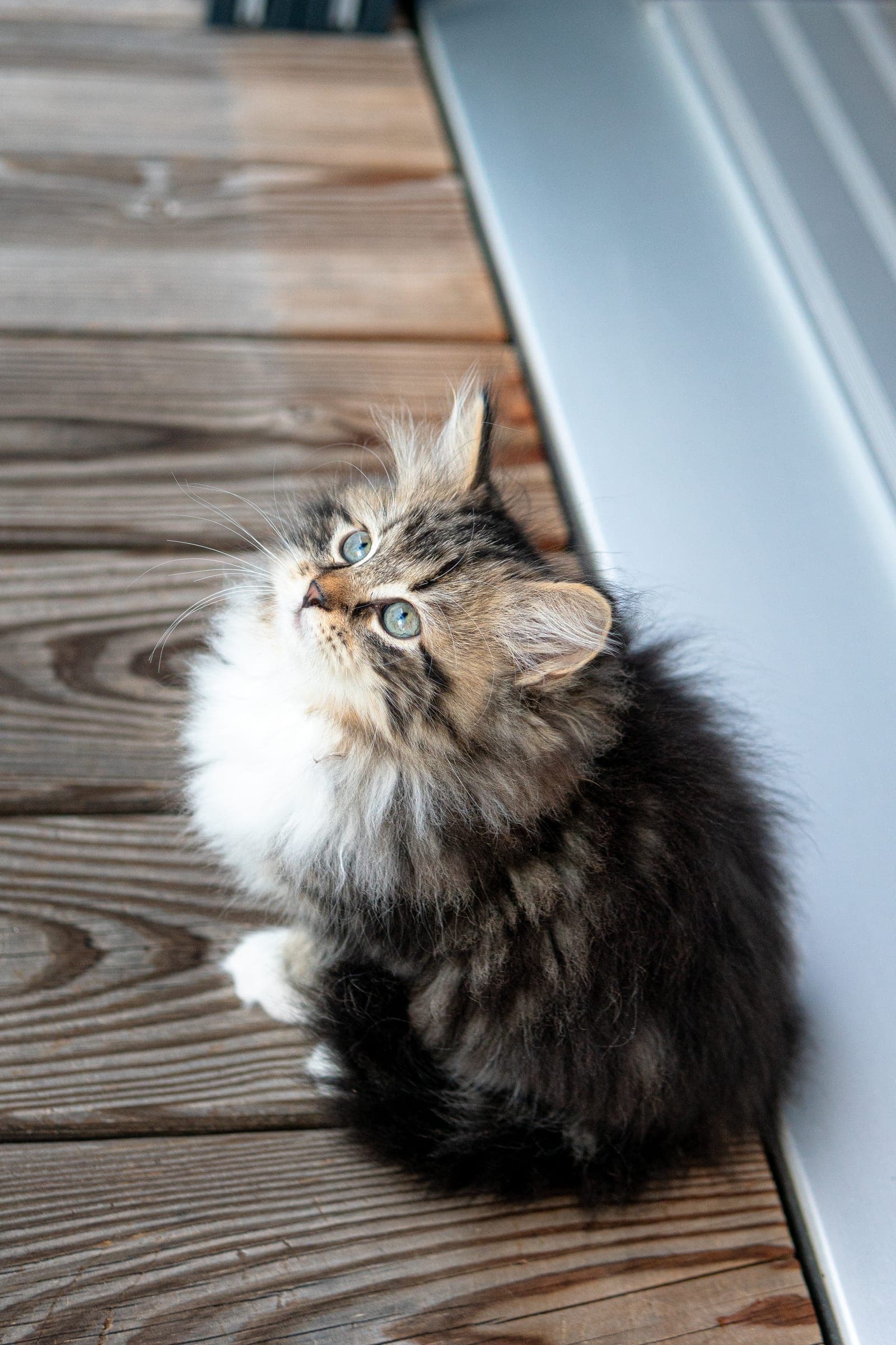 Siberiano, Black tabby & white