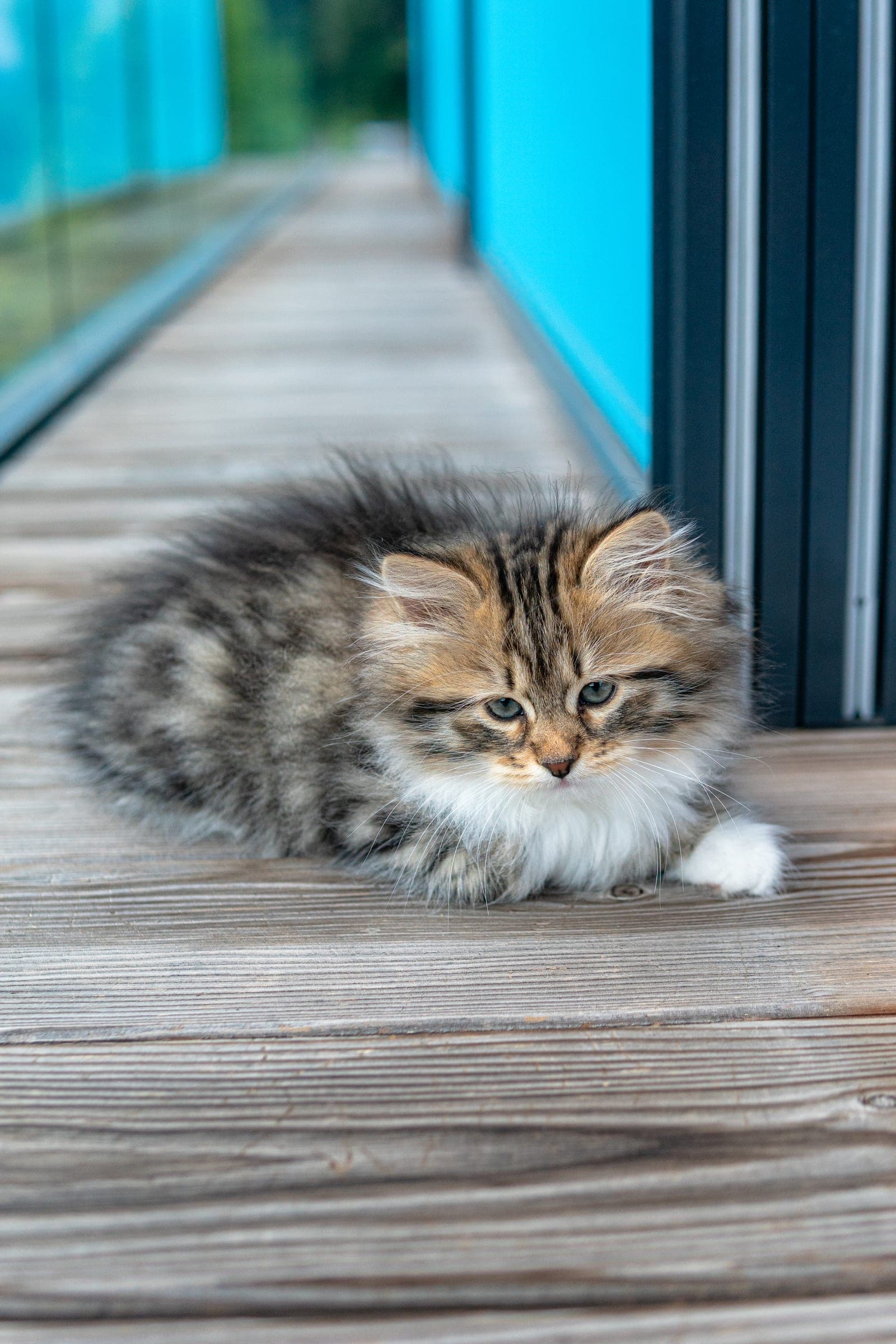 Siberiano, Black tabby & white