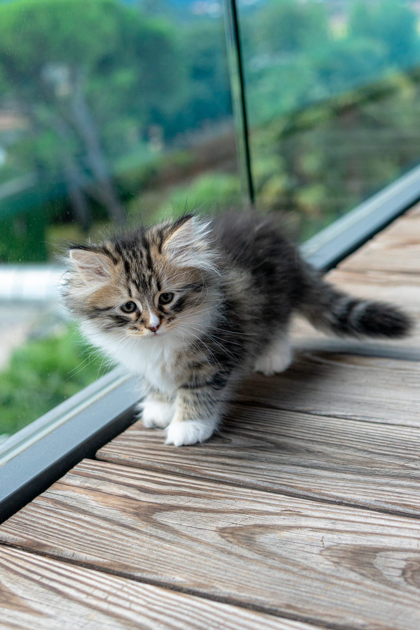 Siberiano, Black tabby & white