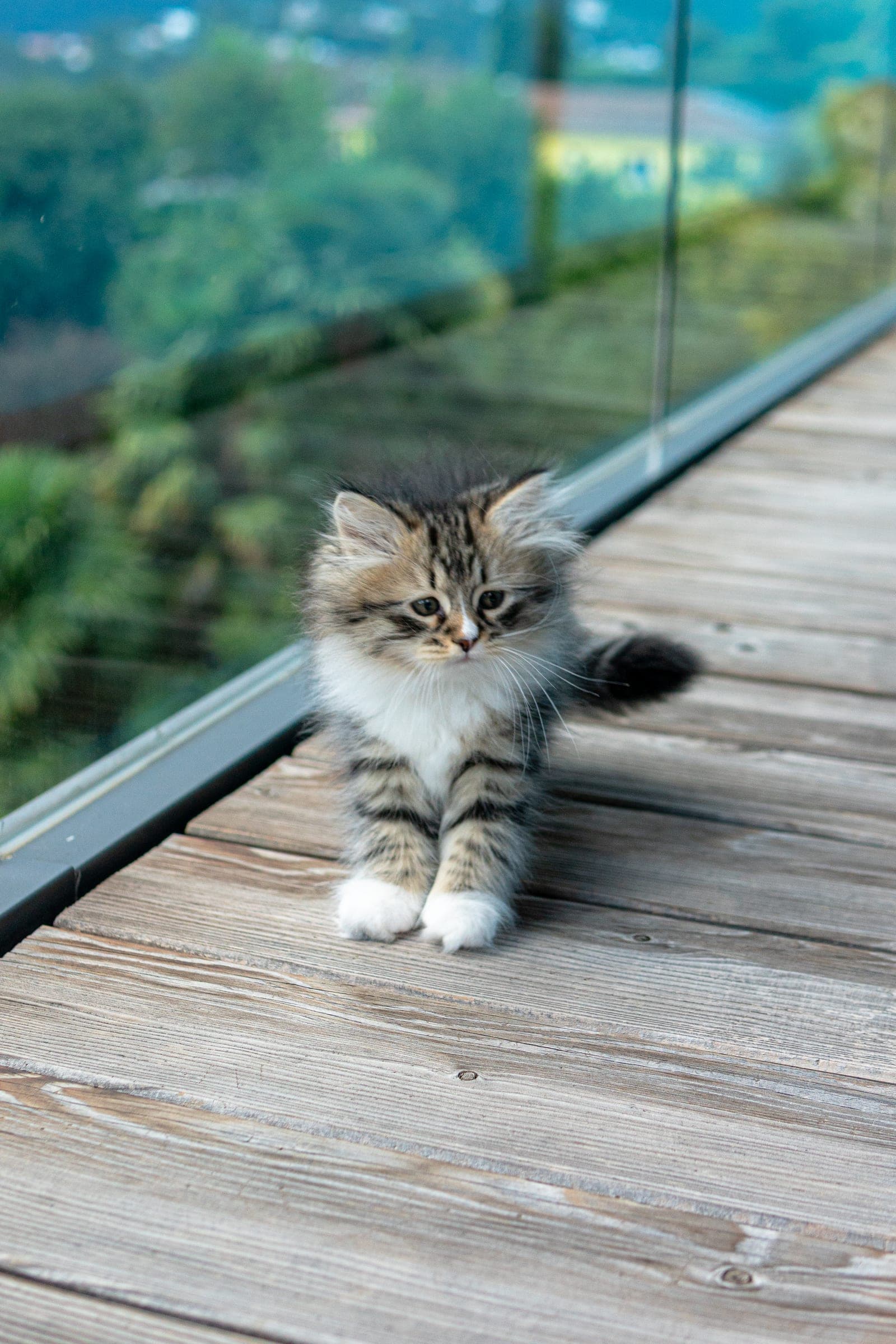 Siberiano, Black tabby & white