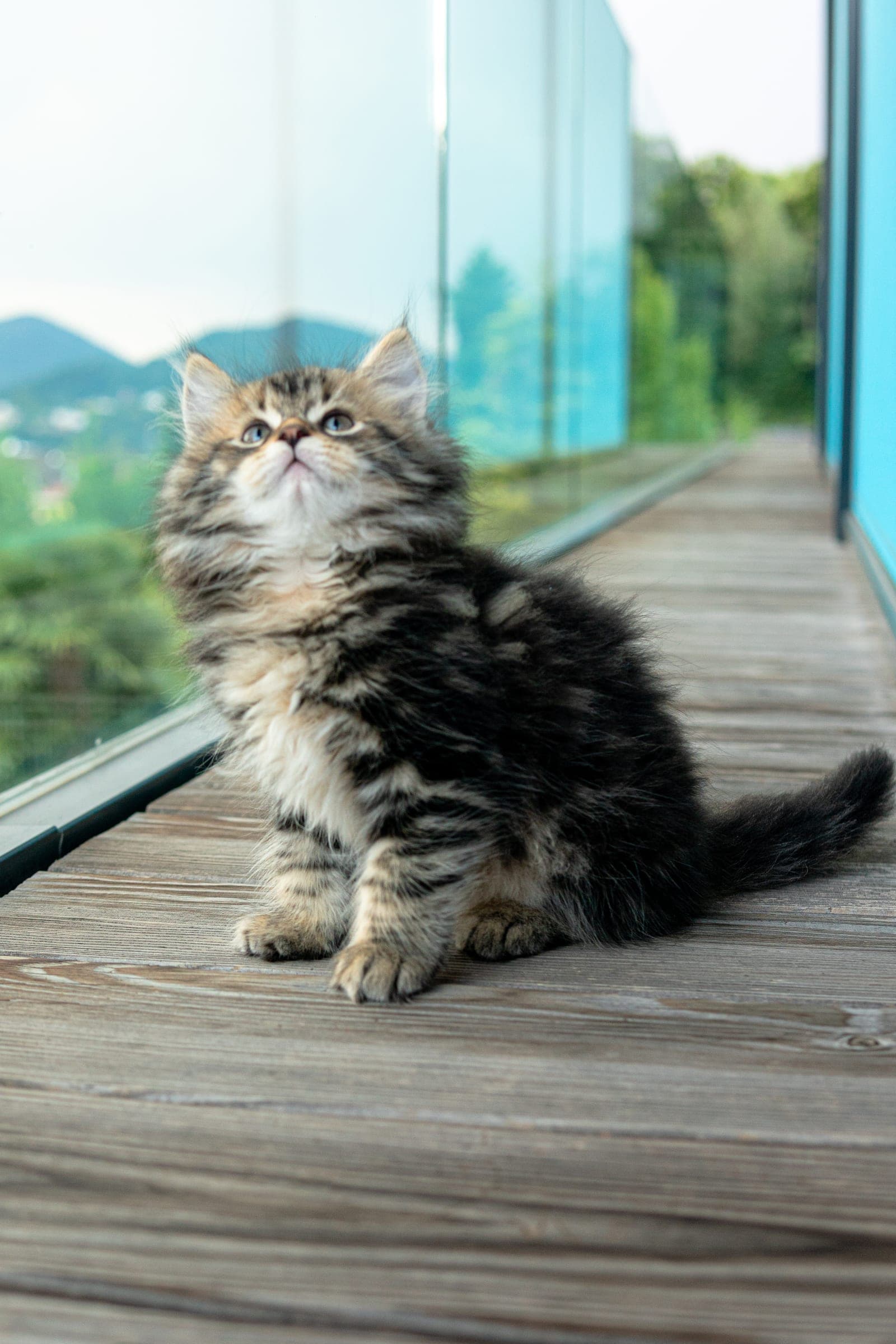 Siberiano, Black tabby