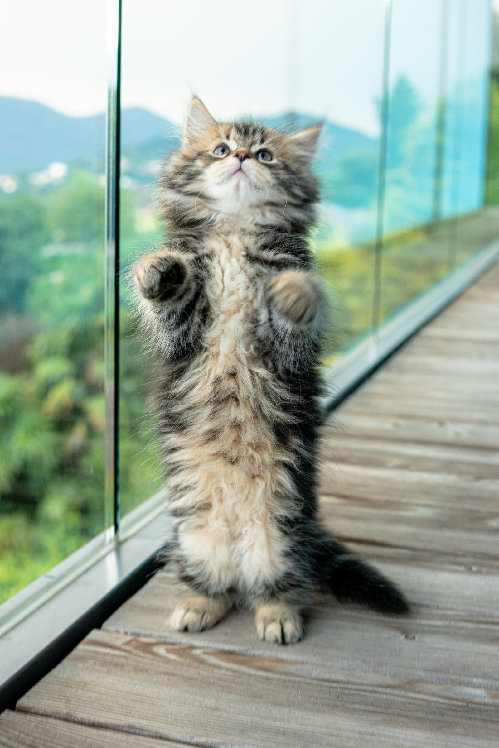 Siberiano, Black tabby