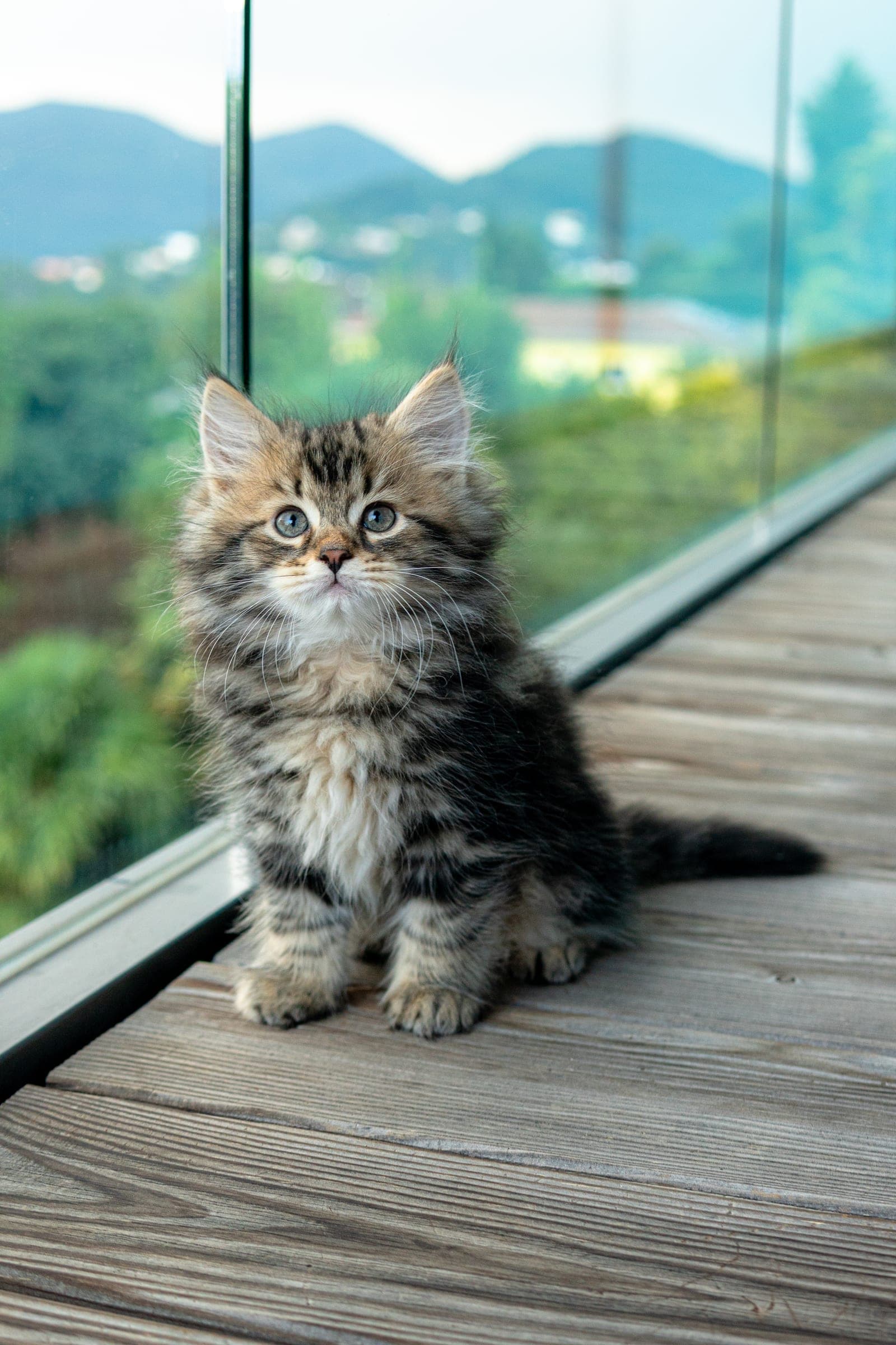 Siberiano, Black tabby