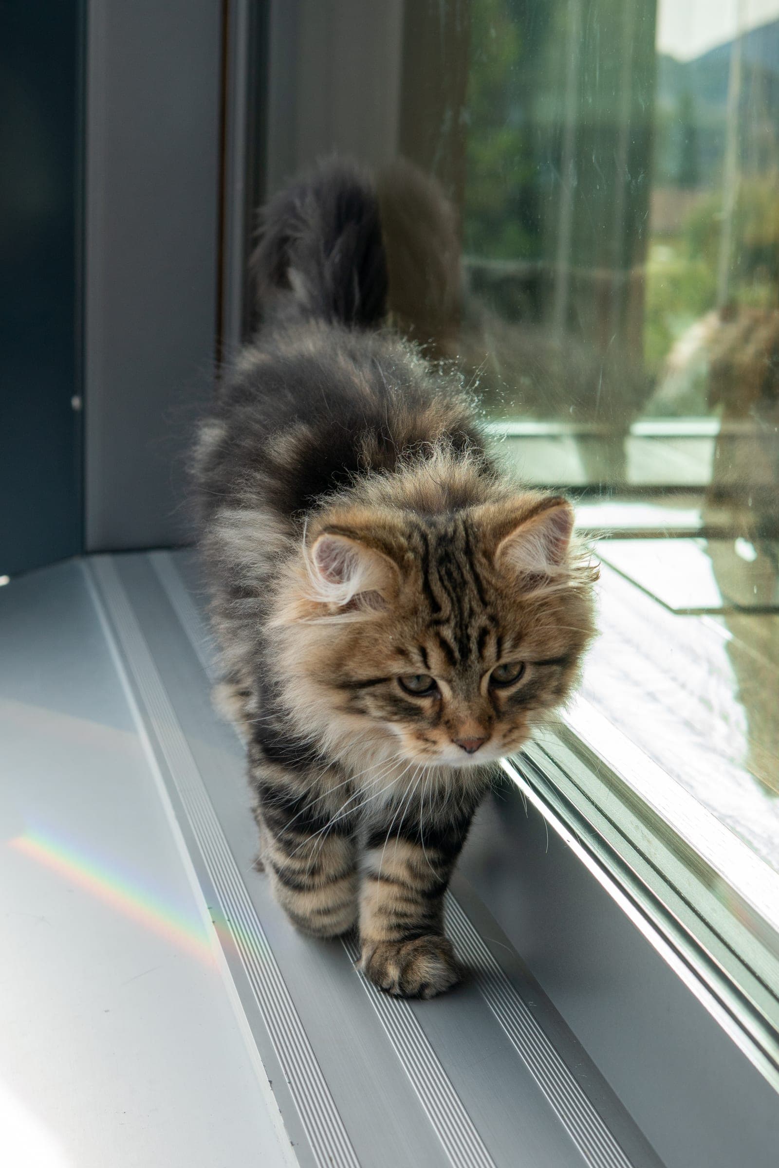 Siberiano, Black tabby