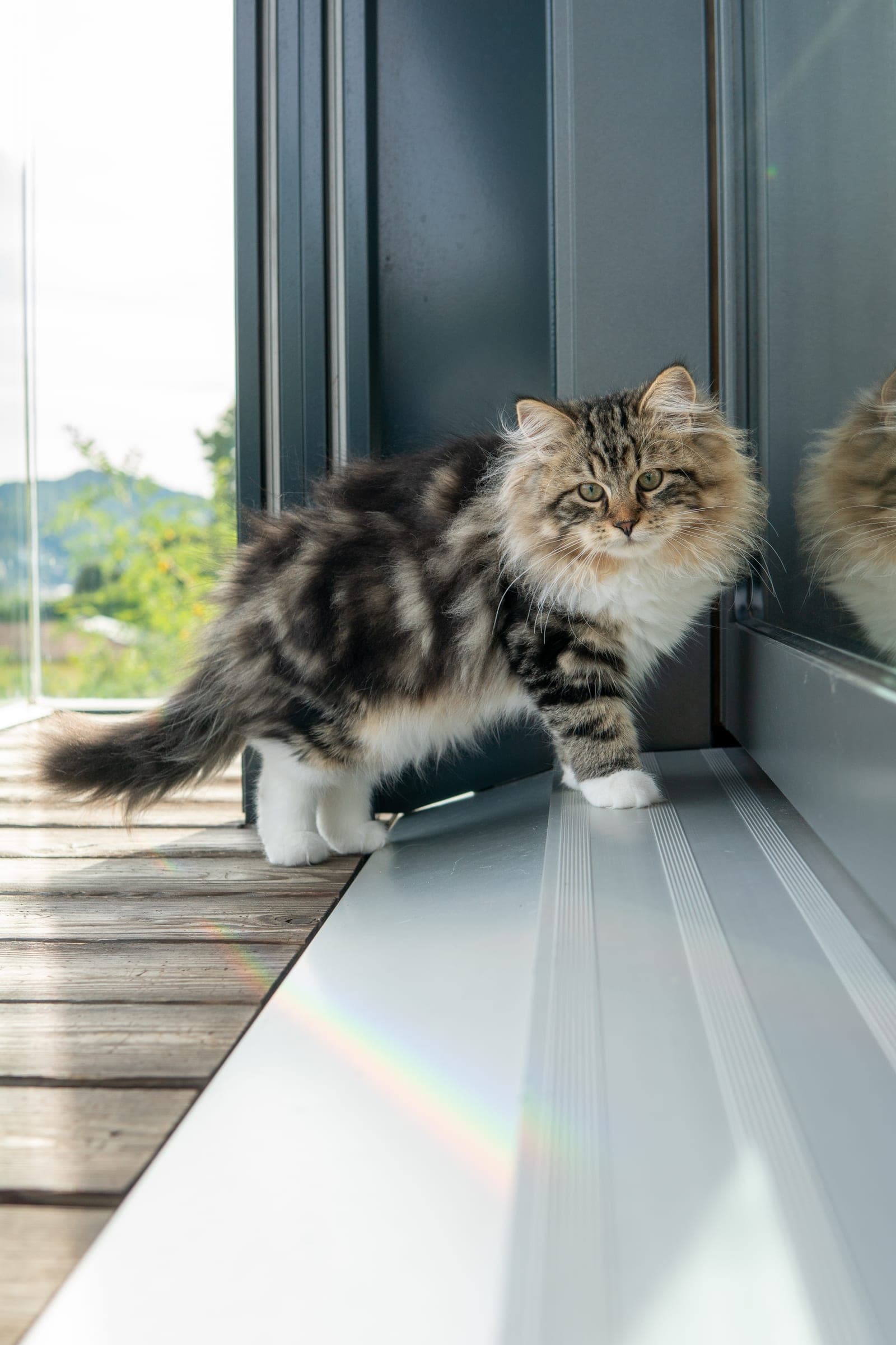 Siberiano, Black tabby & white