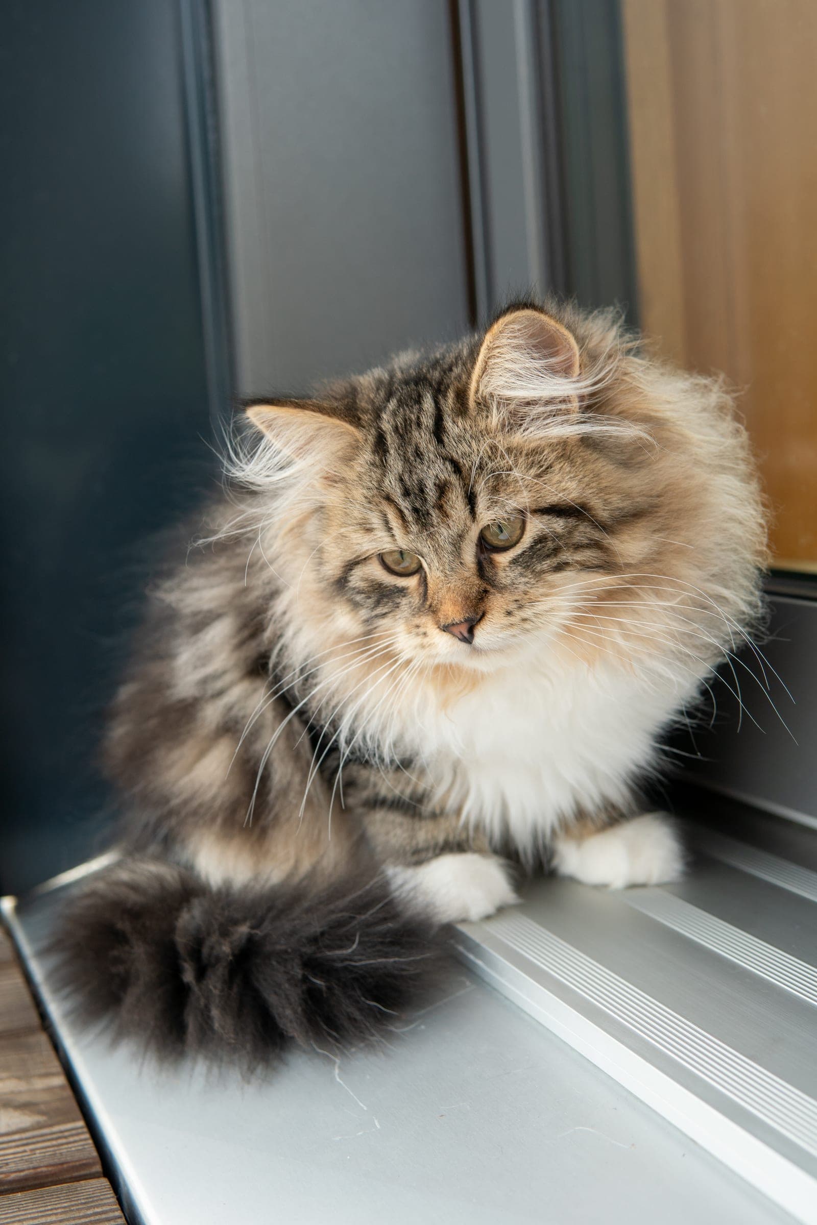 Siberiano, Black tabby & white