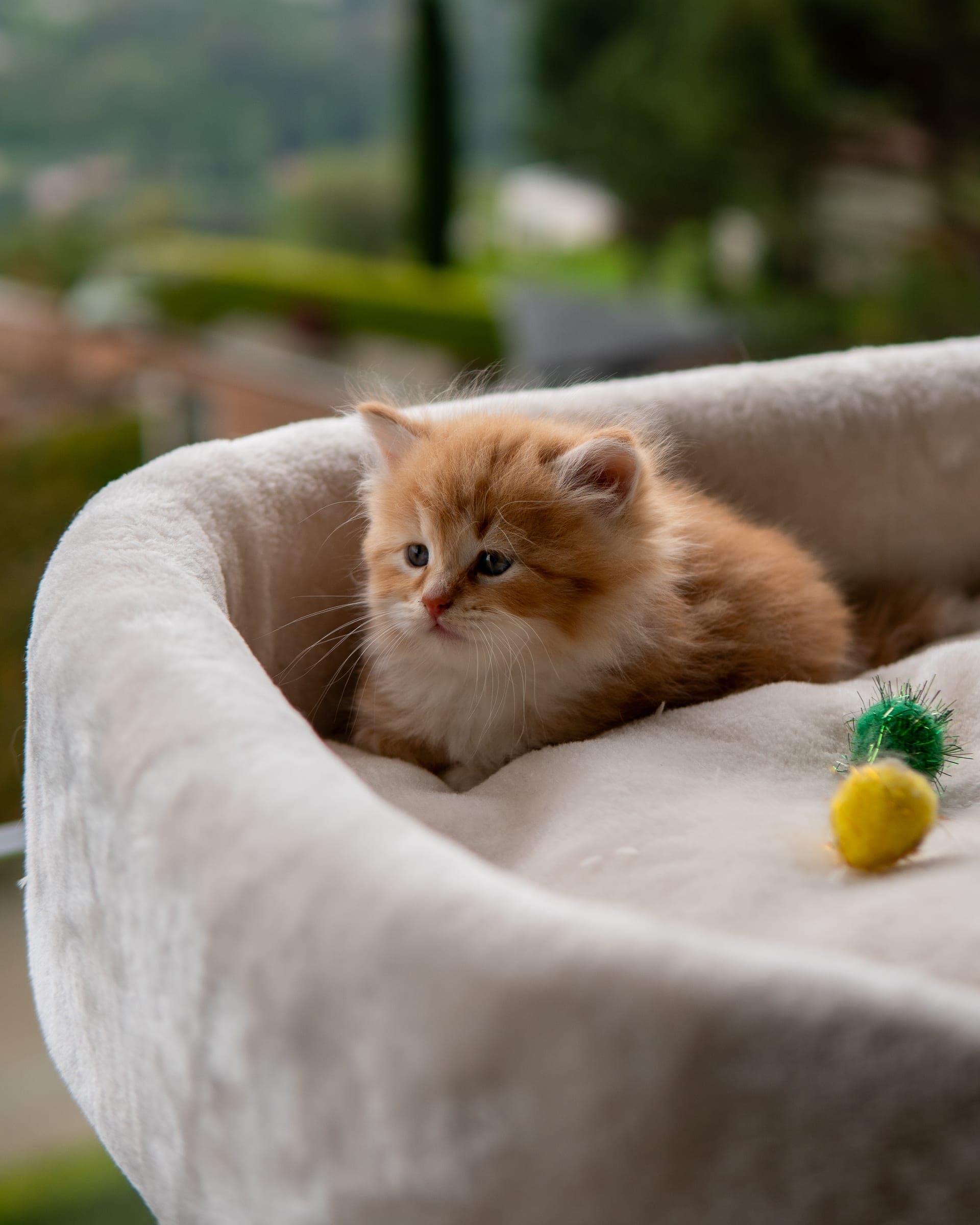Siberiano, Red tabby & white