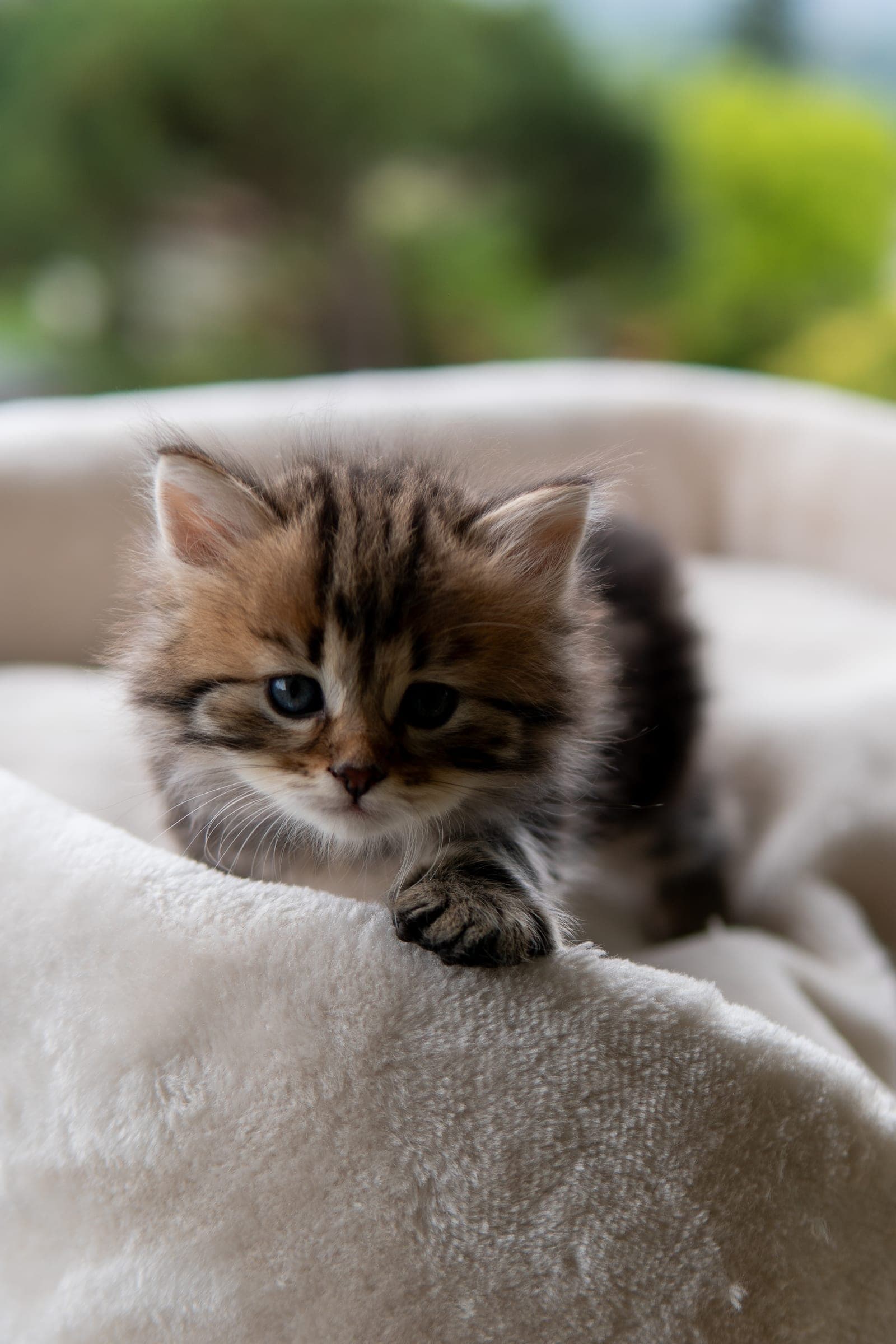 Siberiano, Black tabby