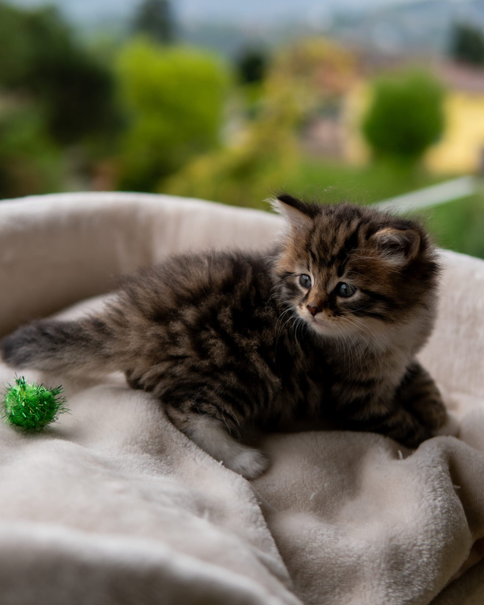 Siberiano, Black tabby