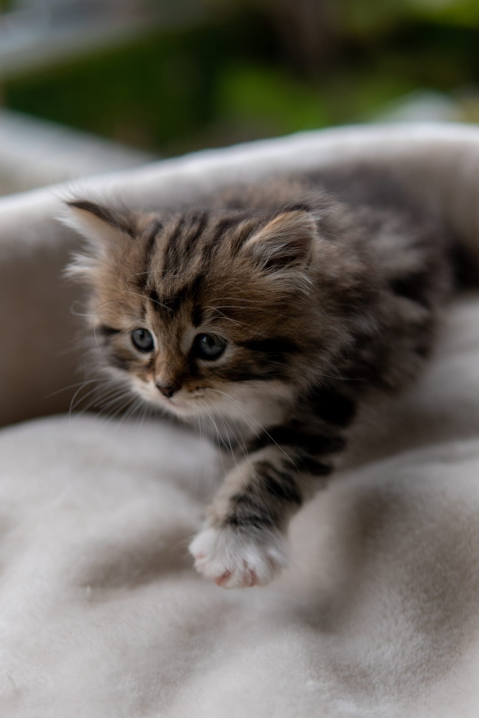 Siberiano, Black tabby & white