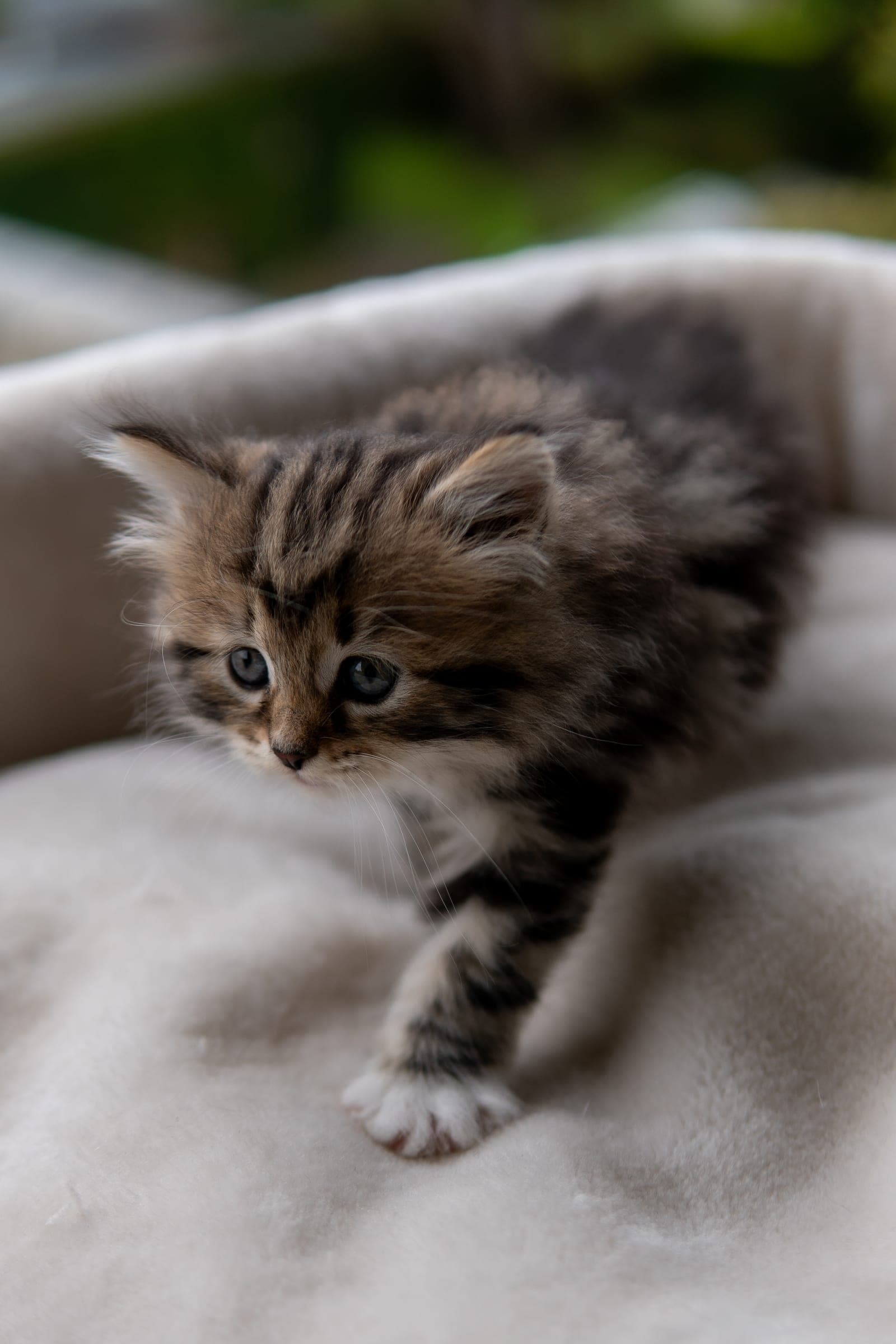 Siberiano, Black tabby