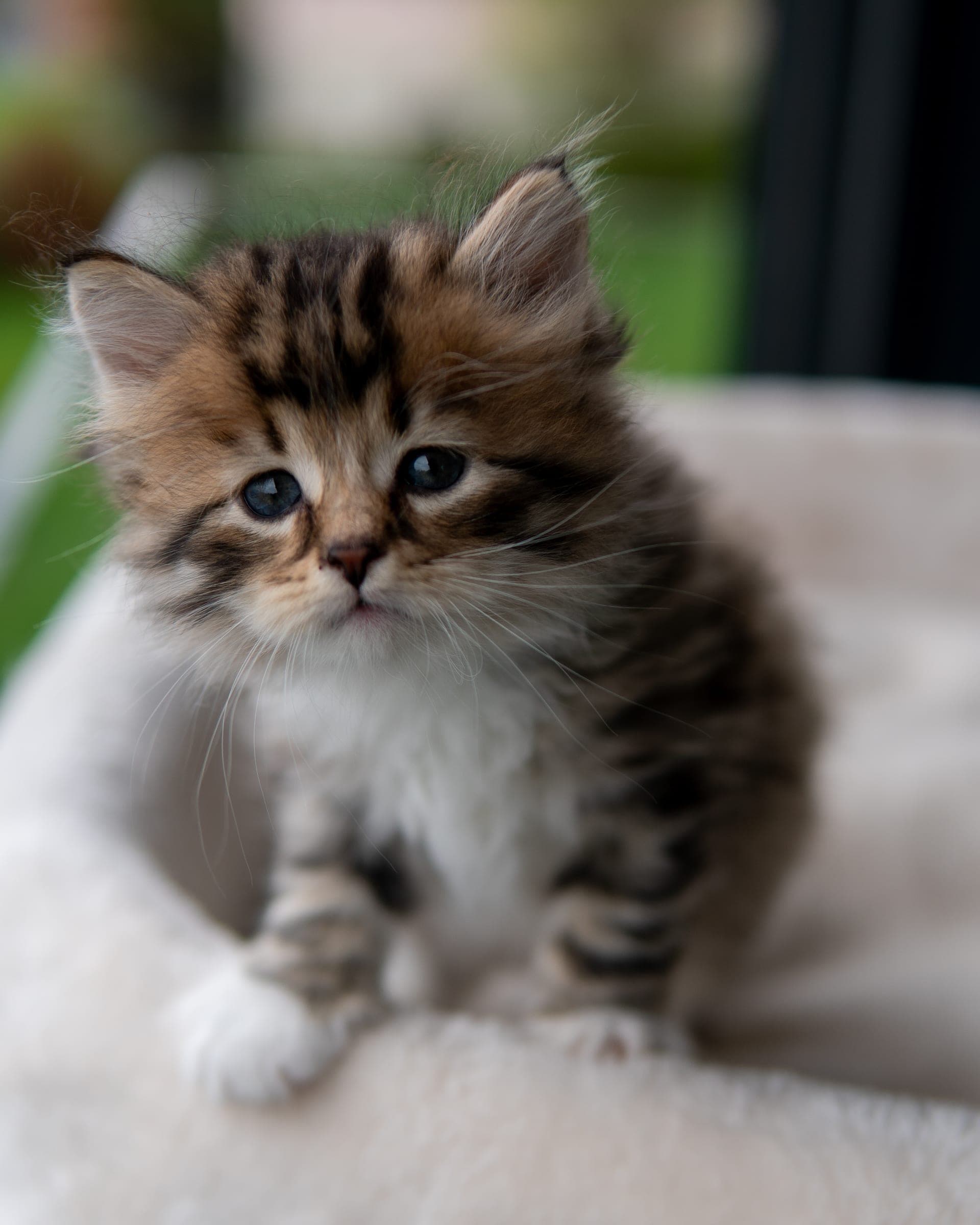 Siberiano, Black tabby & white