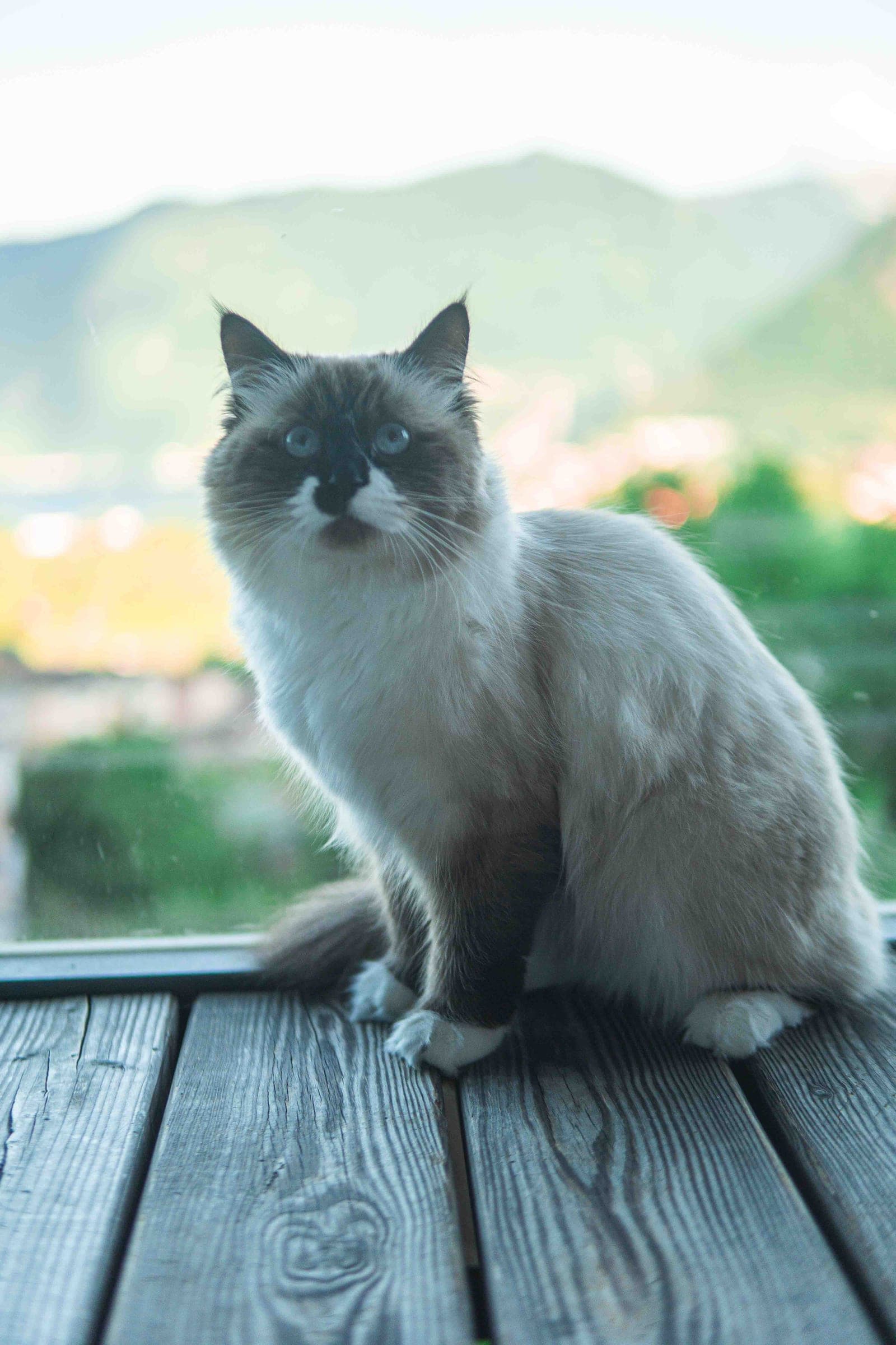 Jolie