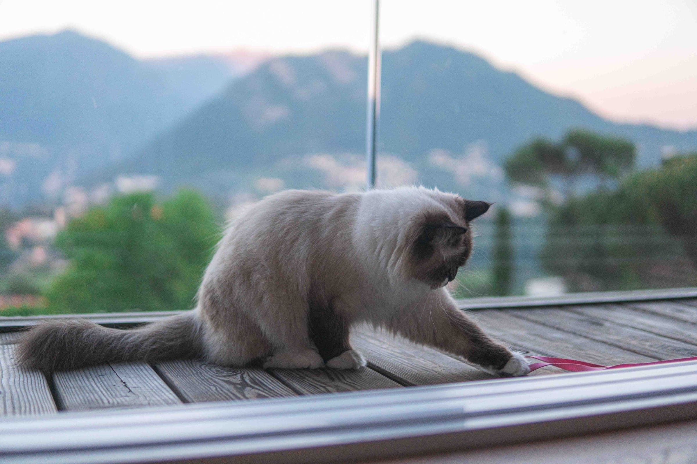 Gatto siberiano dell'allevamento Coccolami