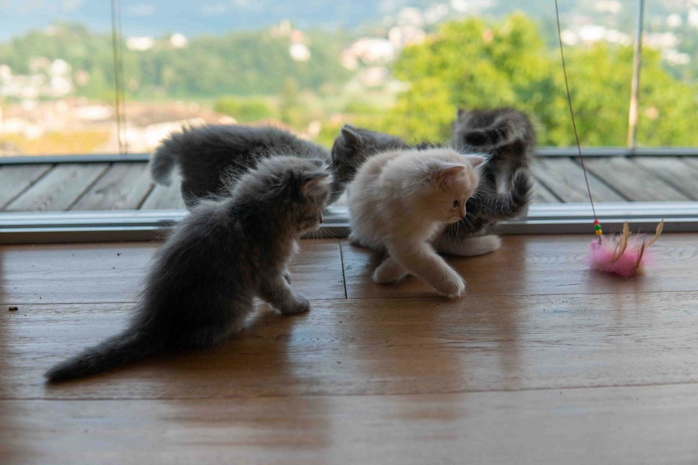 Siberiani, Blue e cream