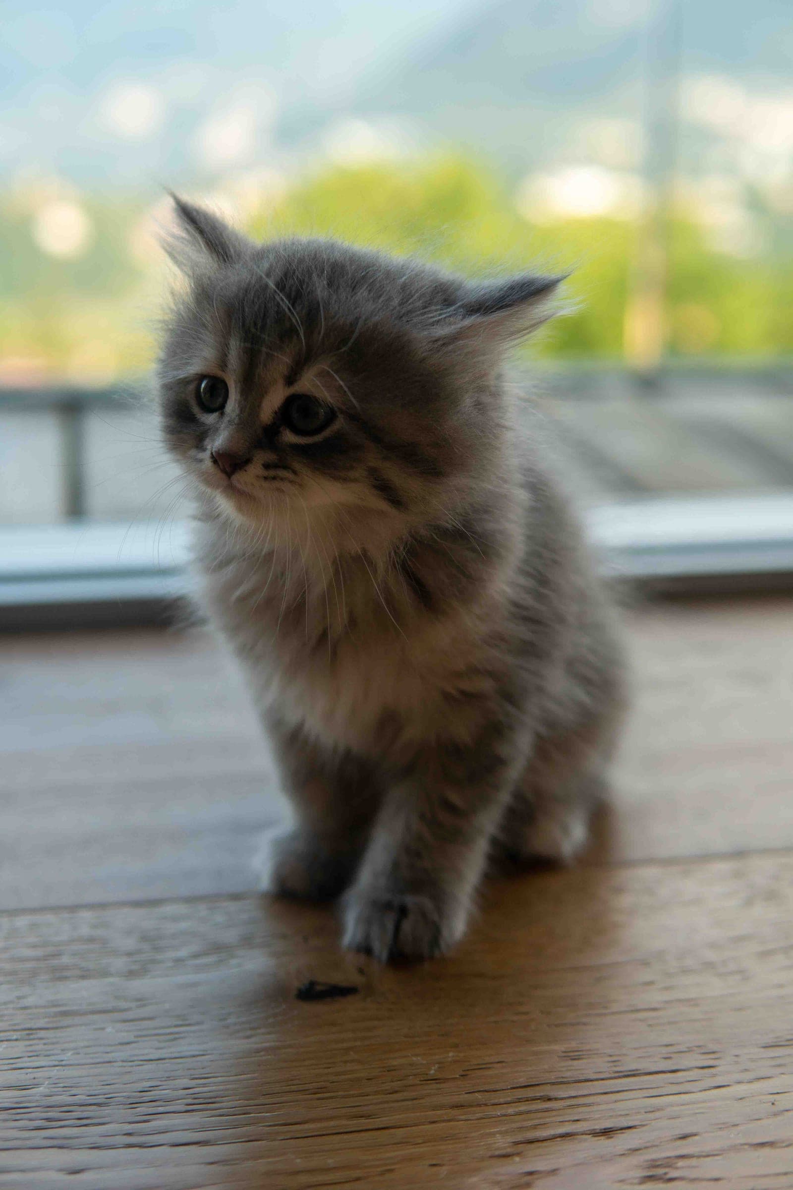 Siberiano, Blue tabby