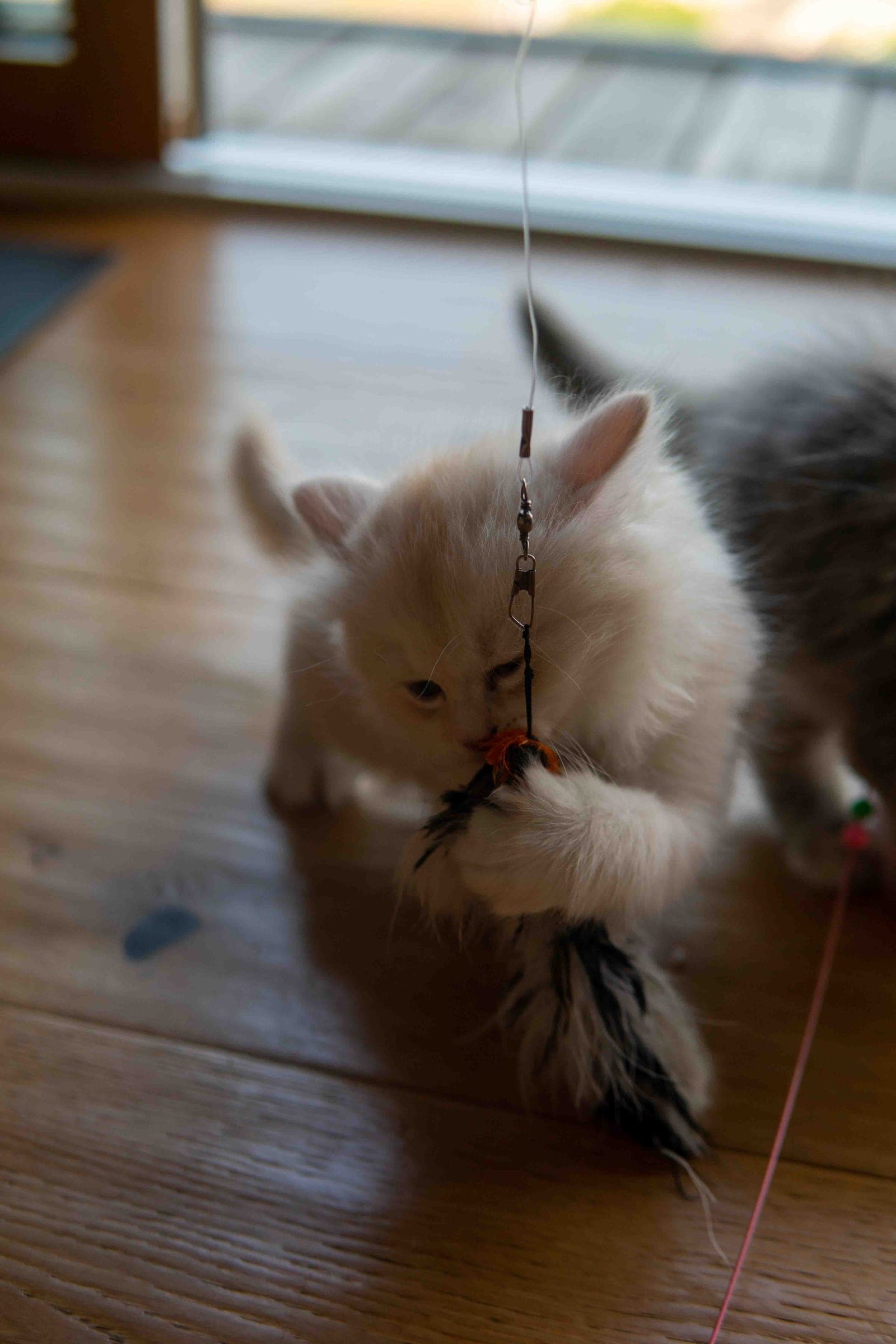 Siberiani, Cream e blue