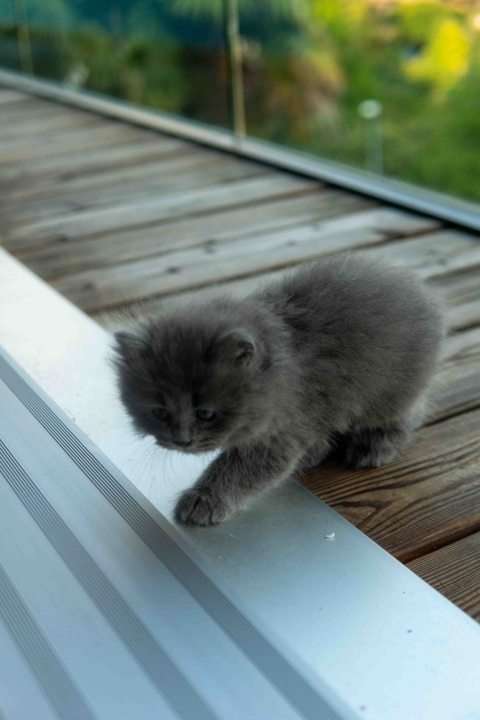Siberiano, Blue