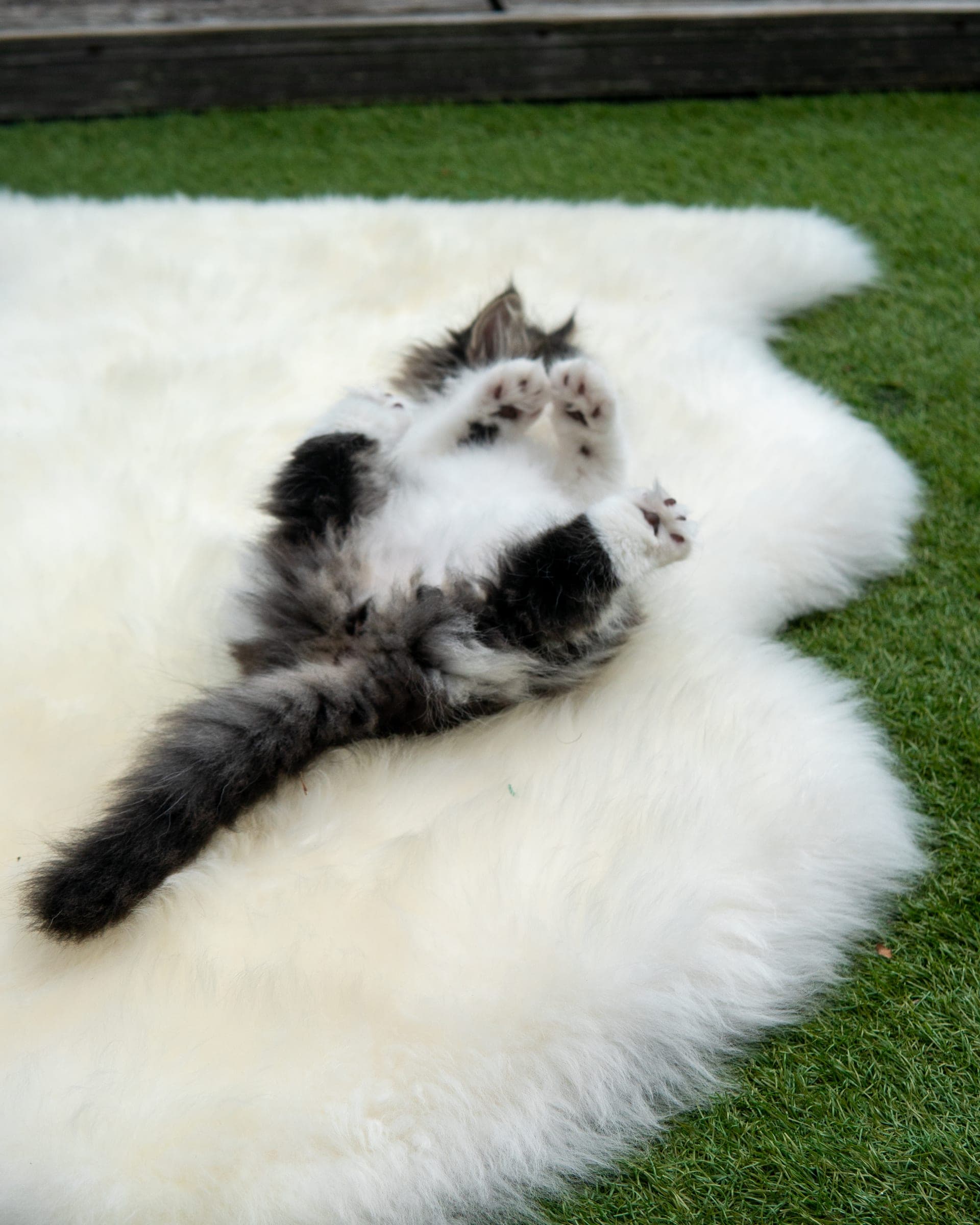 Siberiano, Black tabby & white