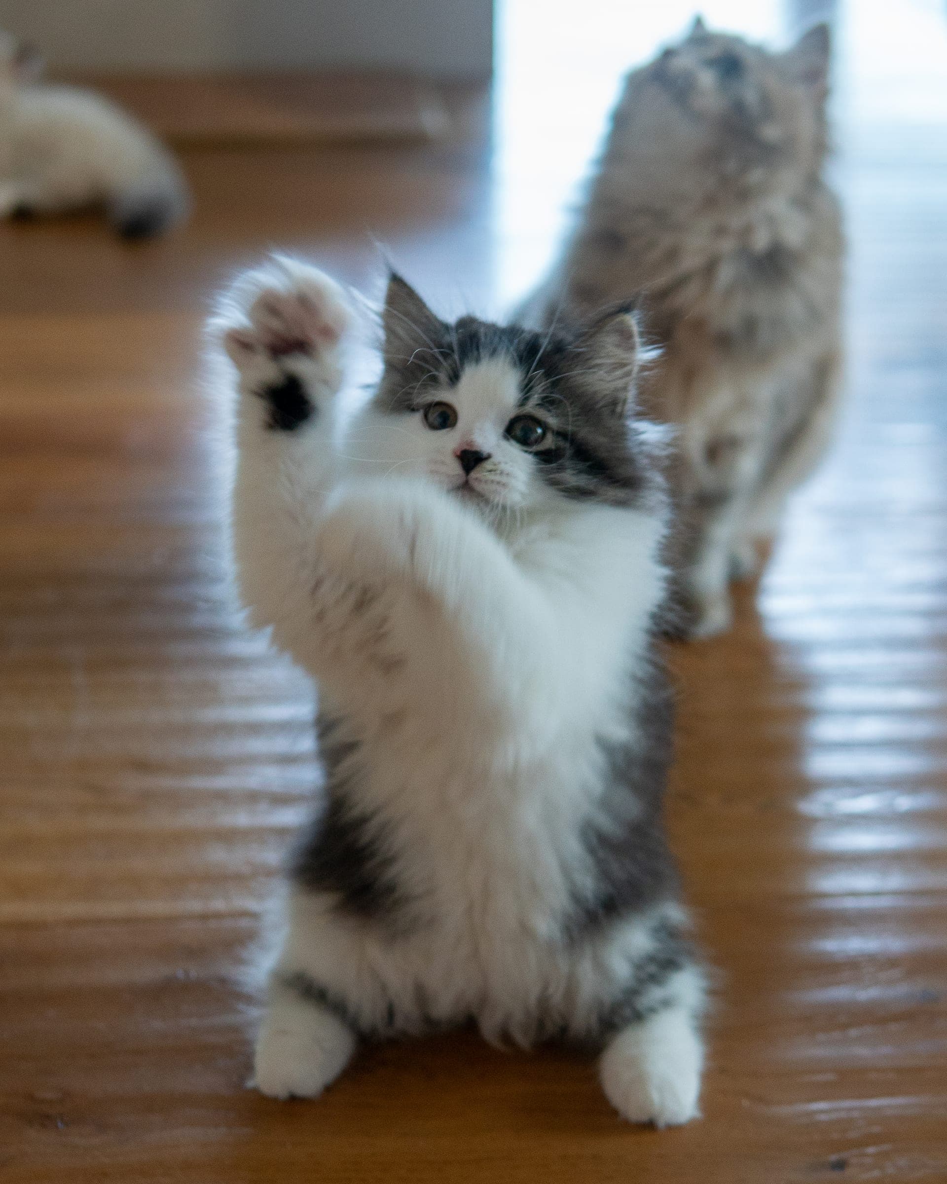 Siberiano, Black tabby & white