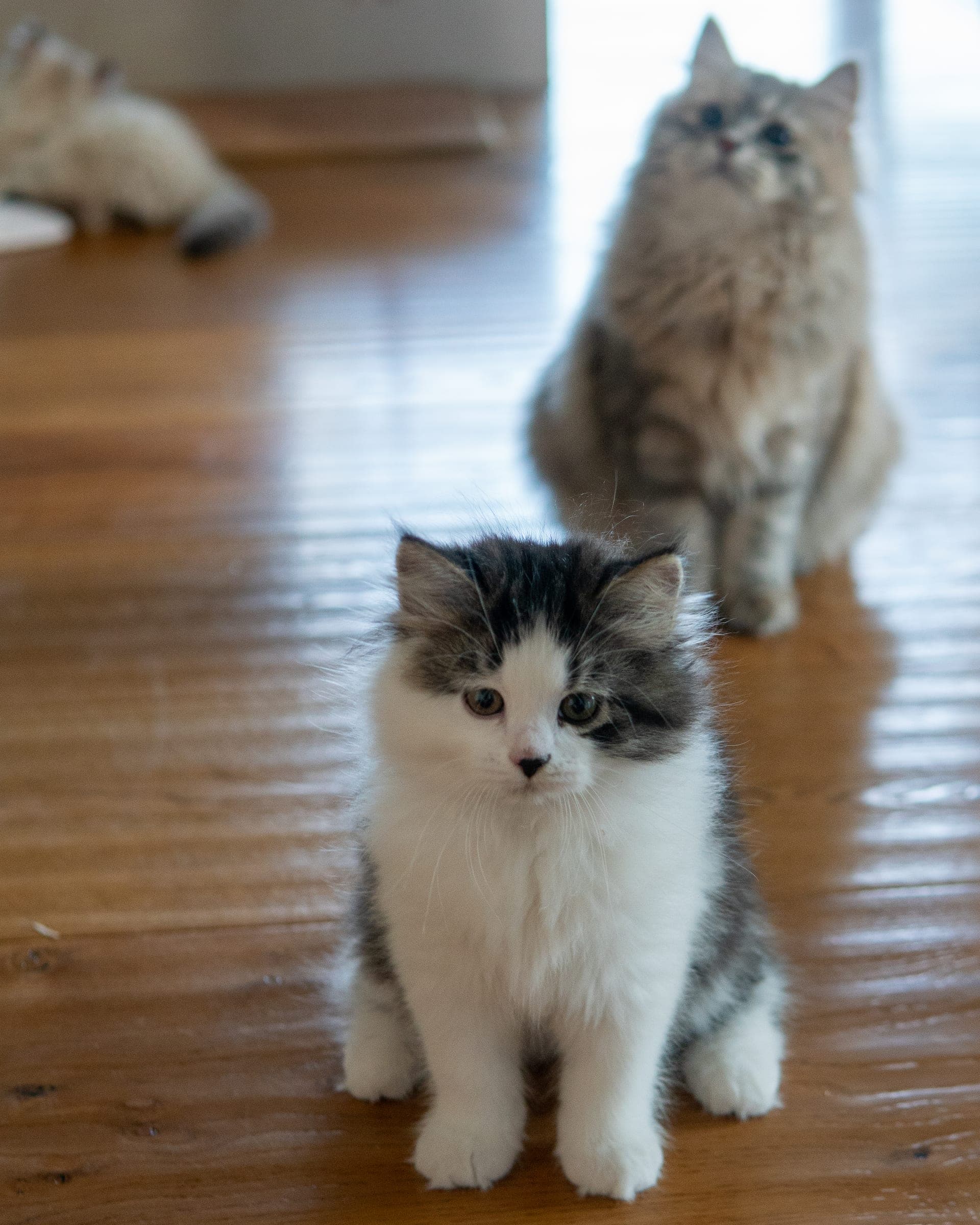 Siberiano, Black tabby & white