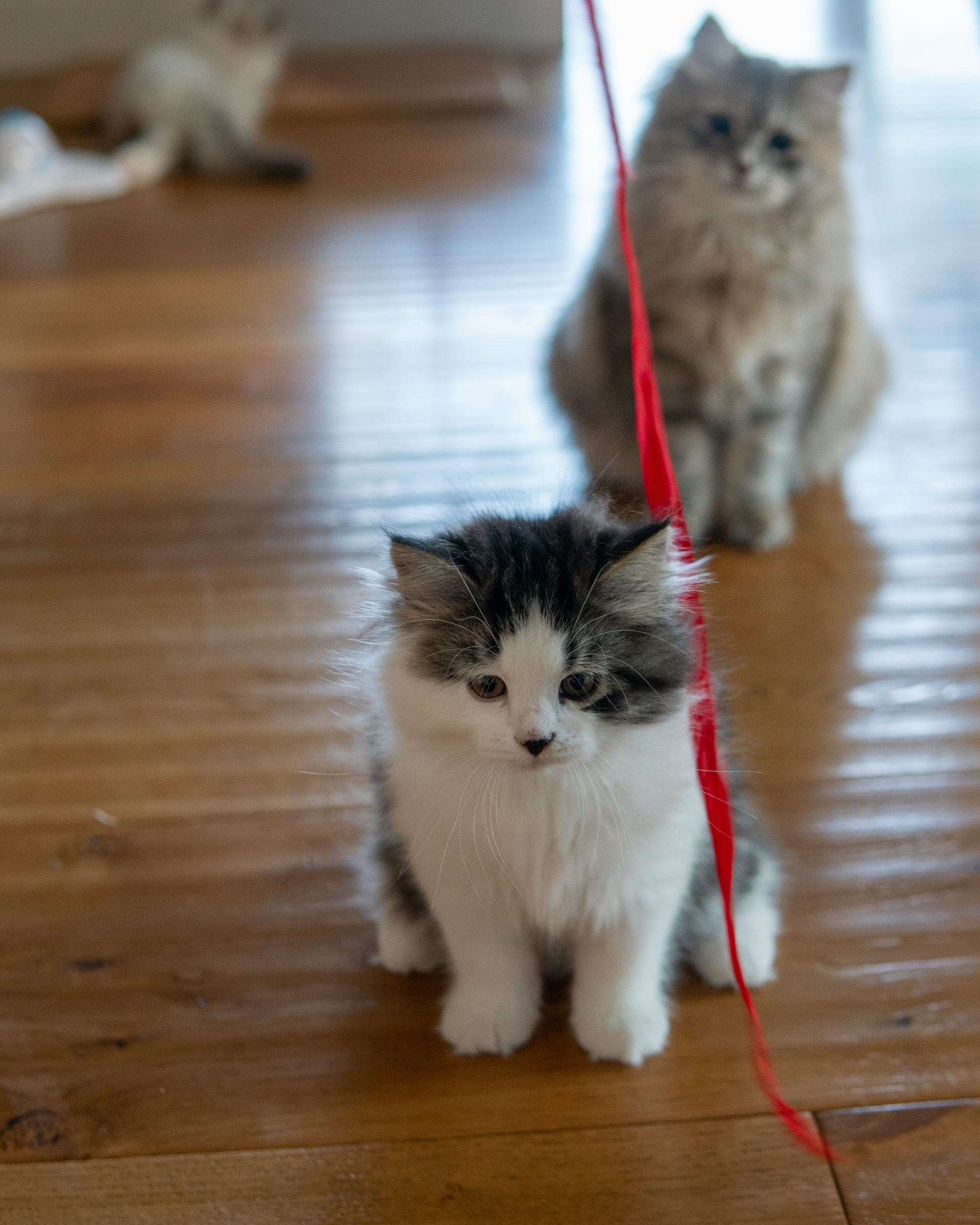 Siberiano, Black tabby & white