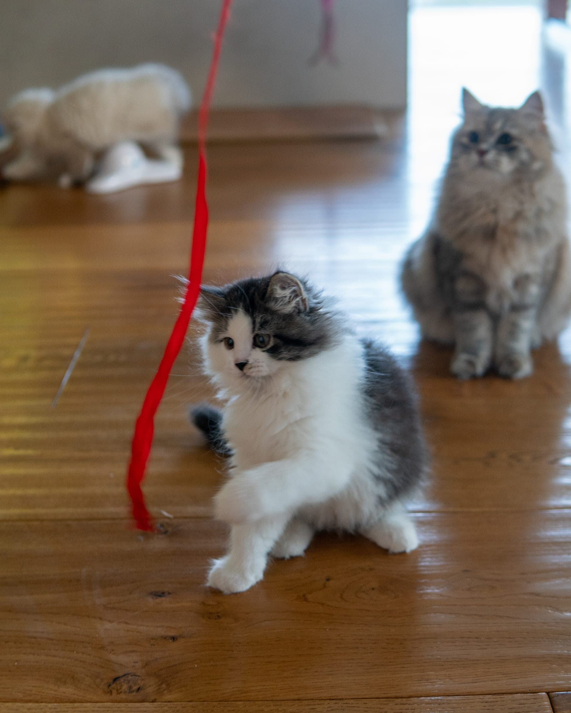 Siberiano, Black tabby & white