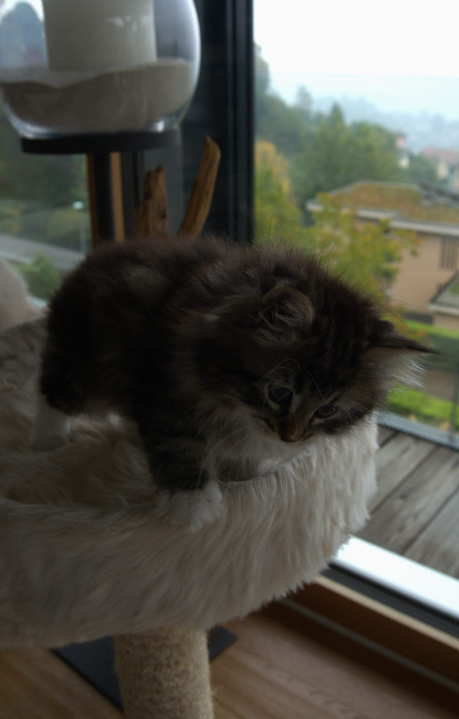 Siberiano, Black tabby & white, maschio
